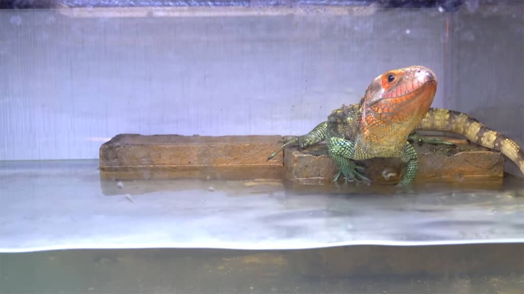 ピンセットに気付いた表情がかわいい