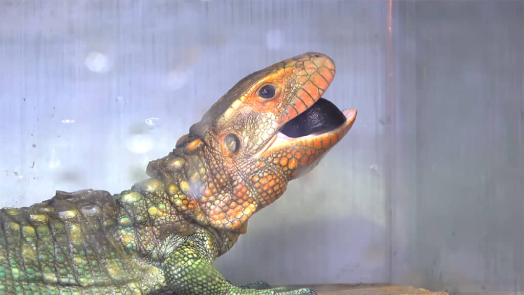 口の中で上手に転がして……