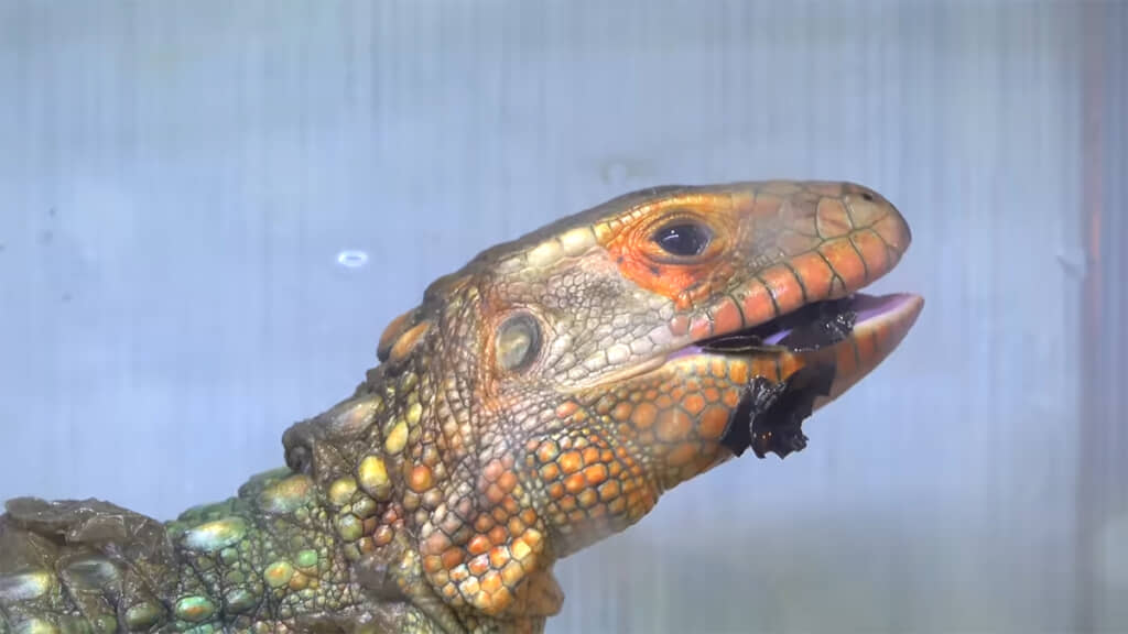 殻を砕き、中身だけを上手に食べていました