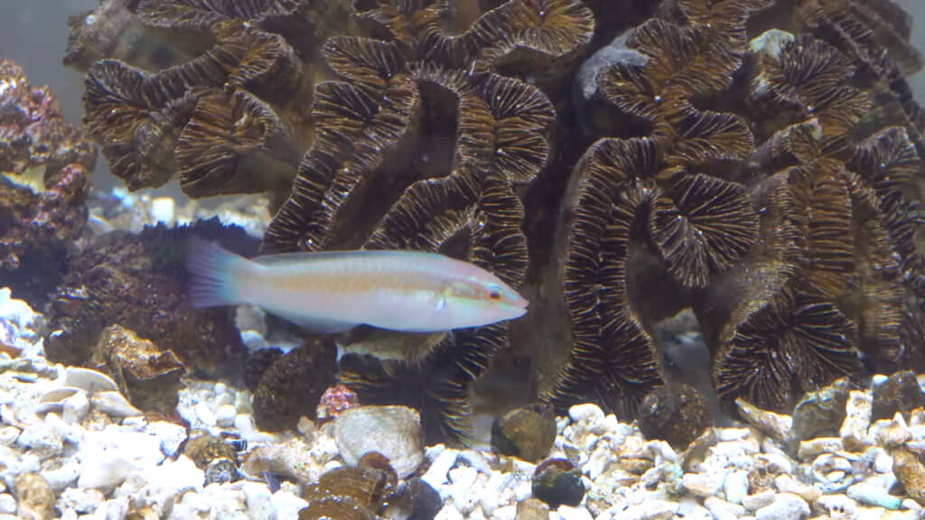 海の魚たちもジャンボタニシが好物なようです