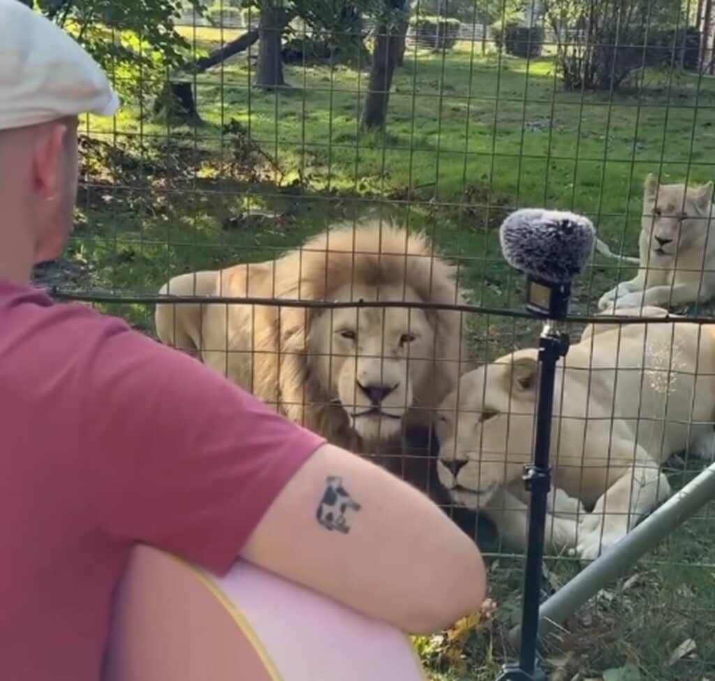 ガンズの歌にライオンが意外な反応