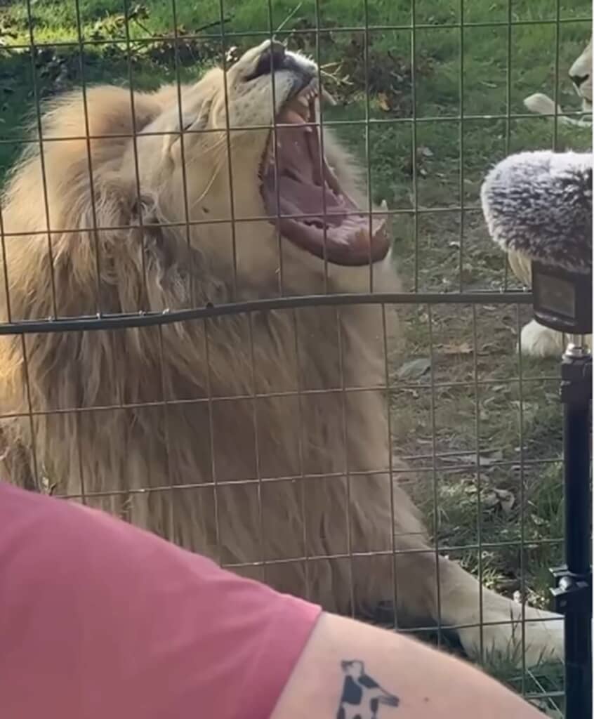 ガンズの歌にライオンが意外な反応