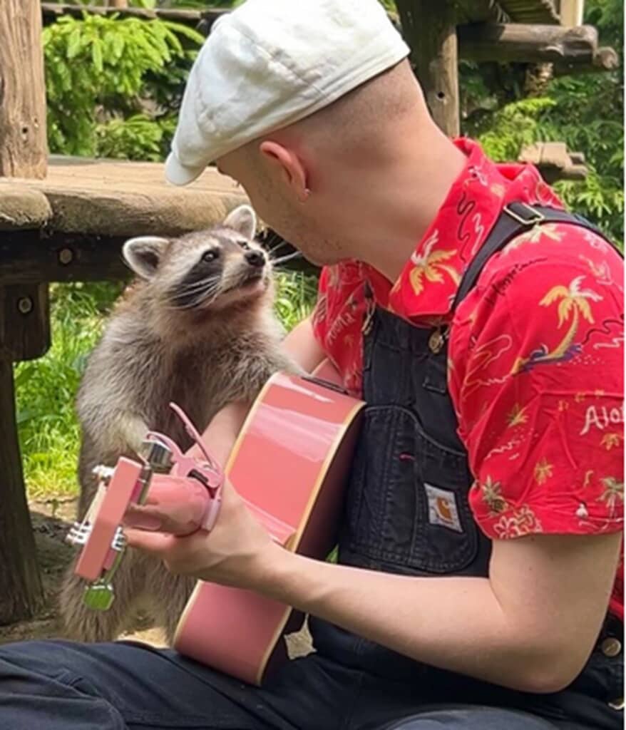 じっとプルームズさんを見つめて聞き入るあらいぐま