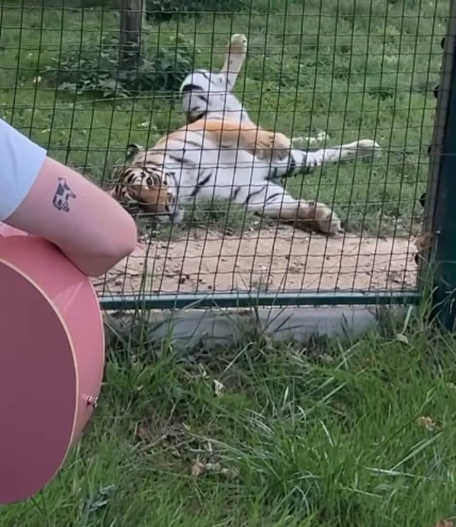 音楽を聞き相当リラックスしているトラ