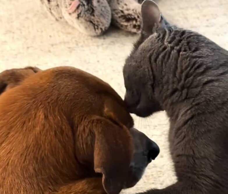 「感動で泣きそう」「絆を感じた」　怪我した老犬を前に猫が取った“まさかの行動”とは……　感動の光景が800万回再生【海外】 | 動物 ねとらぼ