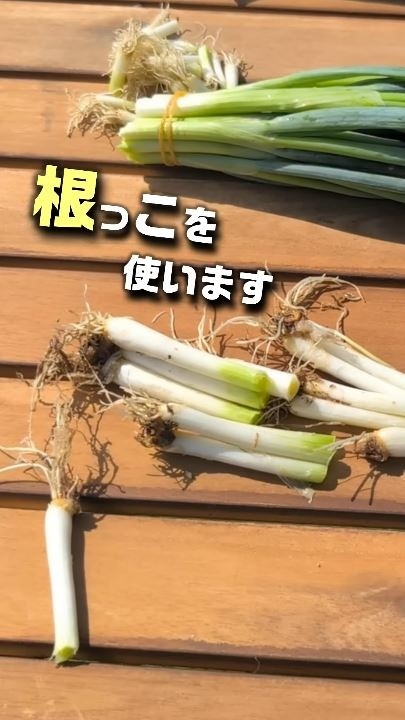 カットした根っこを使う