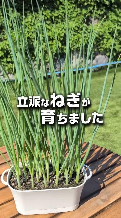 立派に育ちました！