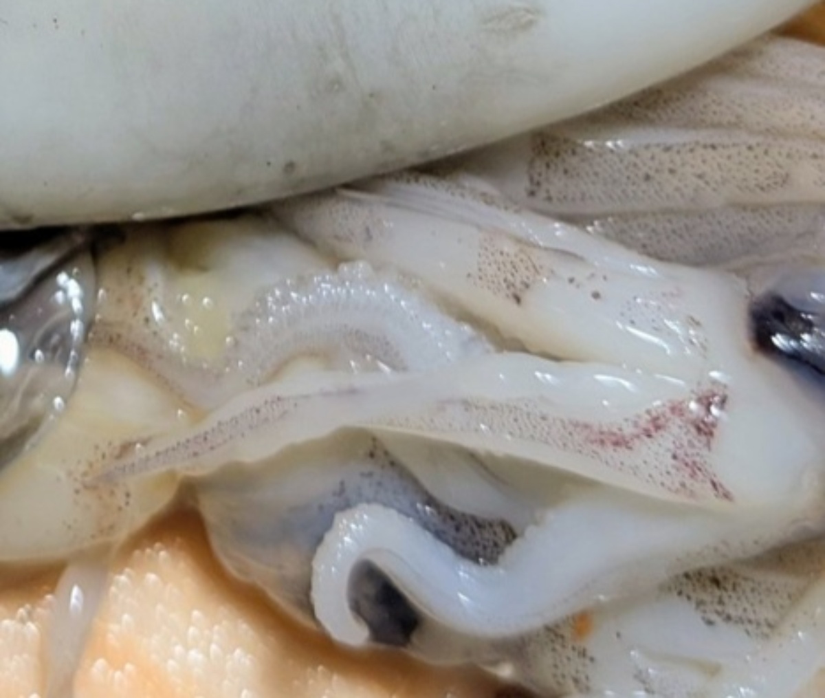 スーパーで買ったイカ→包丁を入れた瞬間……「ギョギョギョーーー！」　ヤバすぎる中身に「これは叫ぶって」「おーっきい！」（1/3） | その他生き物 ねとらぼ