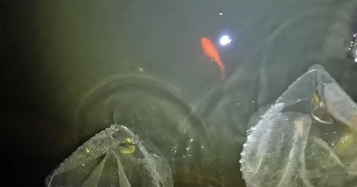 用水路に巨大金魚？→捕まえた瞬間……「なんだこれ、ウソでしょ」　まさかの正体に「なかなか見ない」「悲しい」（1/3） | その他生き物 ねとらぼ