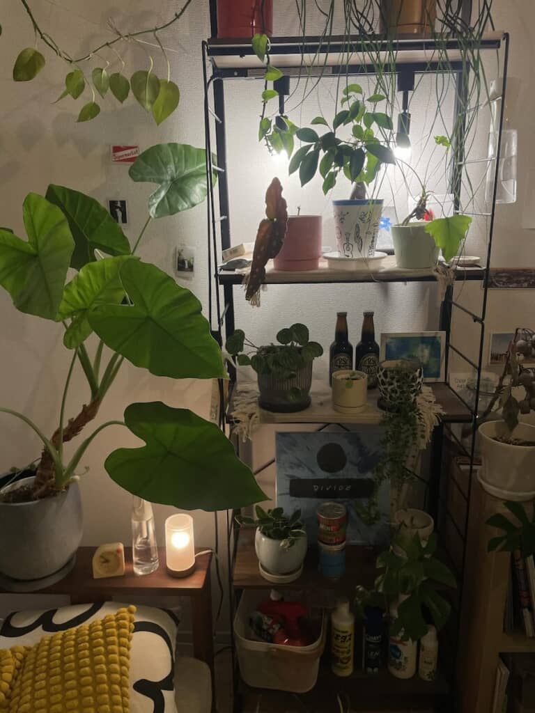 照明にもこだわっているようです