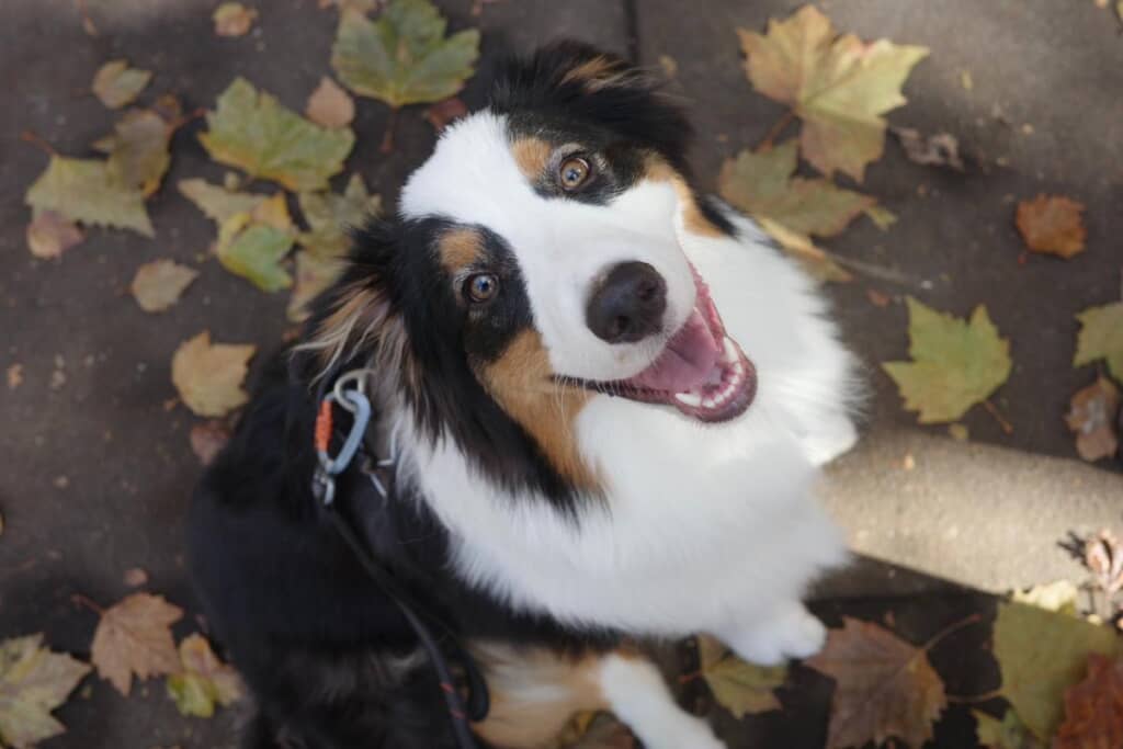 笑顔がとってもかわいいコペルニクスくん