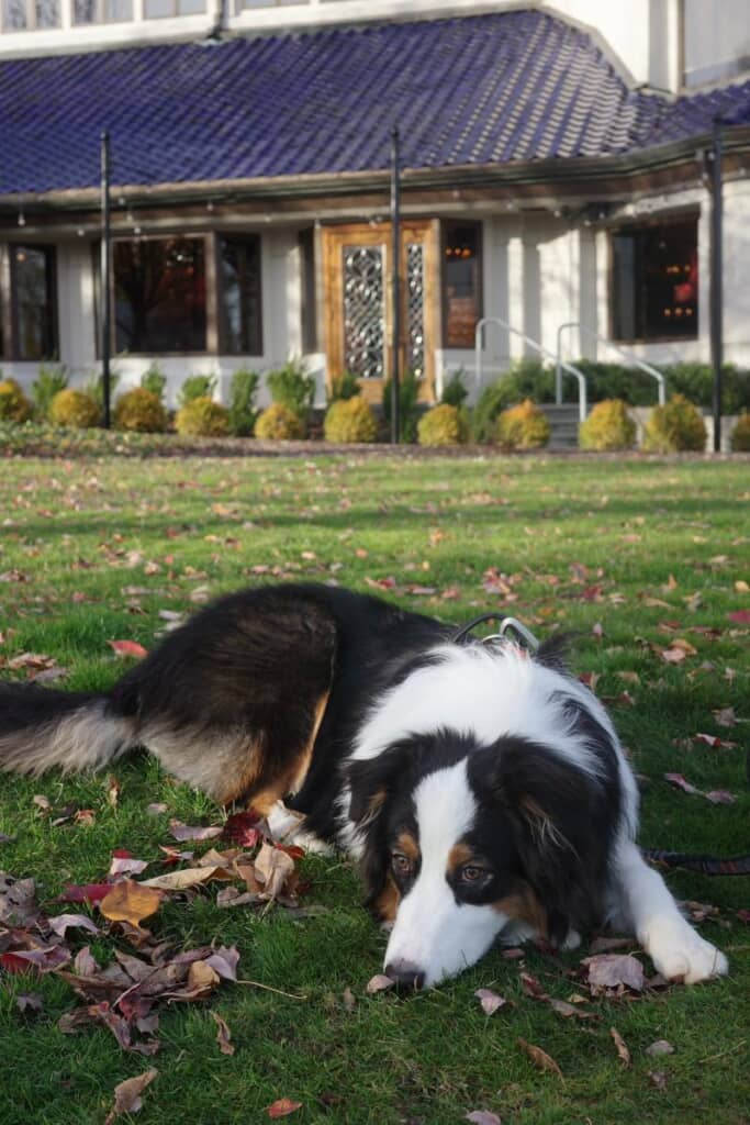 すれ違う犬全員と遊べないことを知ったコペルニクスくん