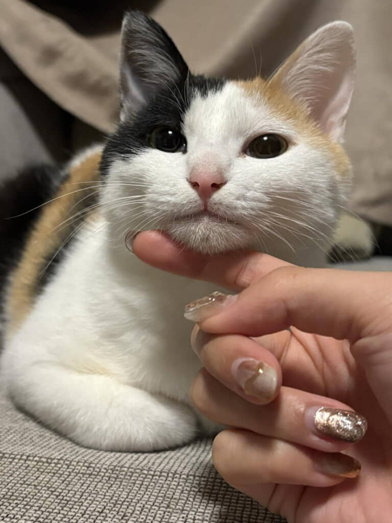 なんてかわいいお顔……