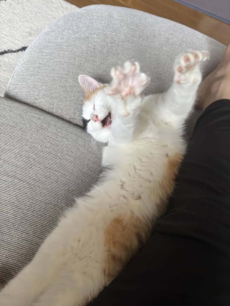 どこもかしこものびっのび