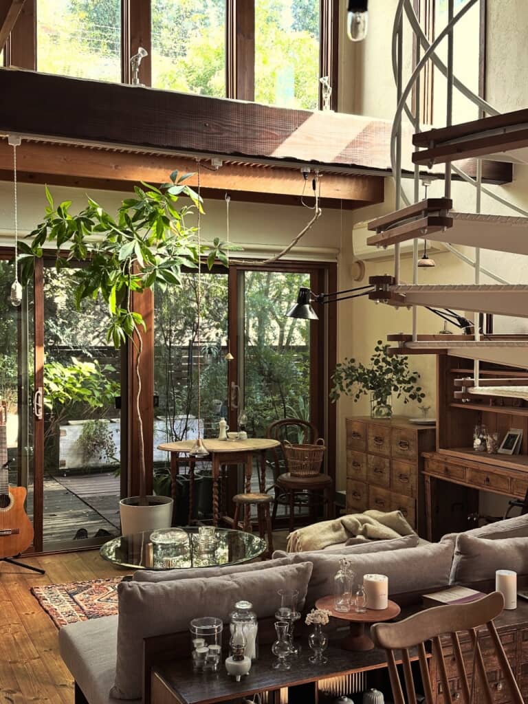 100円ショップで買ってきたミニパキラが天井につくほどの成長を遂げている……！