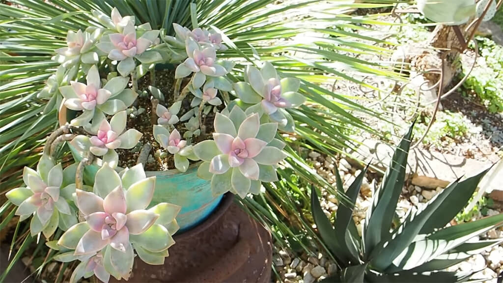 はなさんの推し多肉植物「桜牡丹」