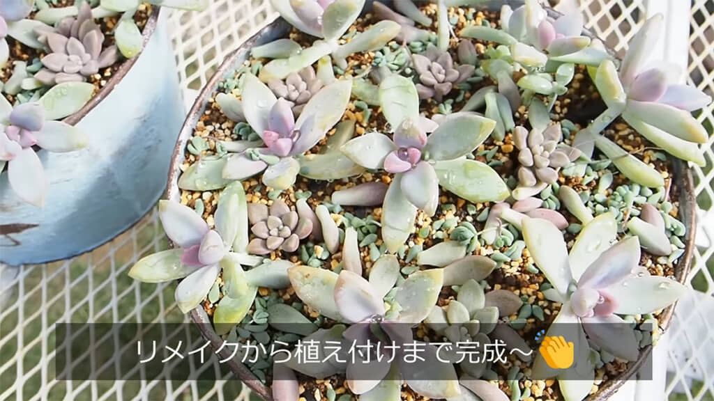 植え付けも完了しました！