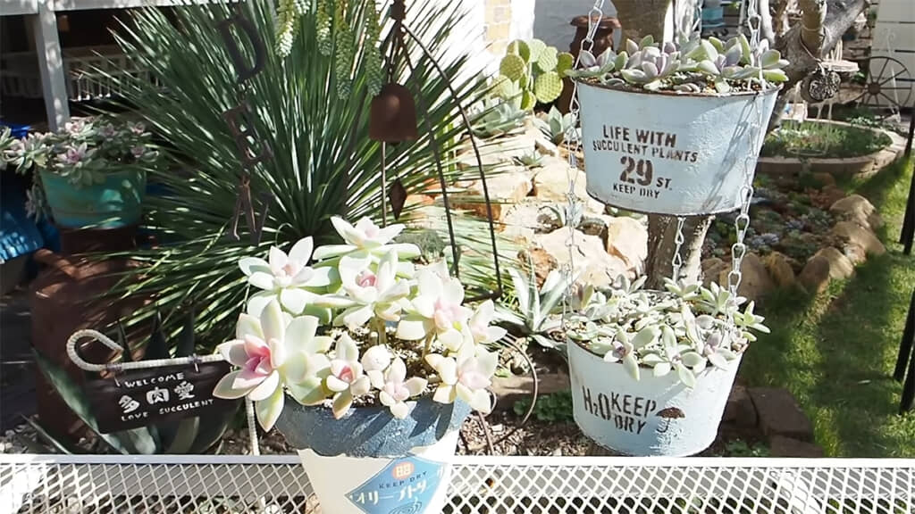 オリーブの木につり下げると……とってもかわいいです◎