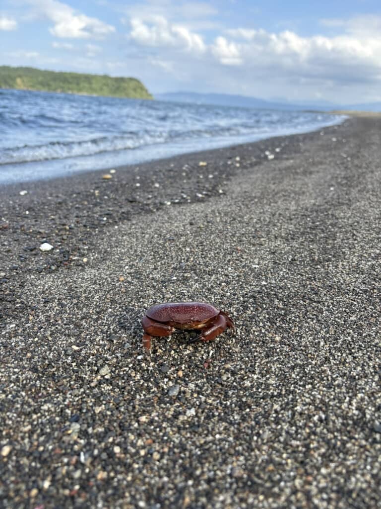 この生き物は……？
