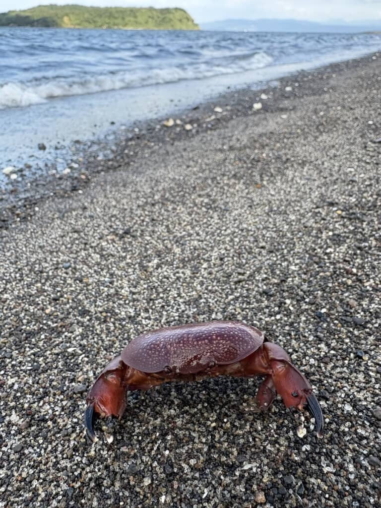 近くで見てみると……
