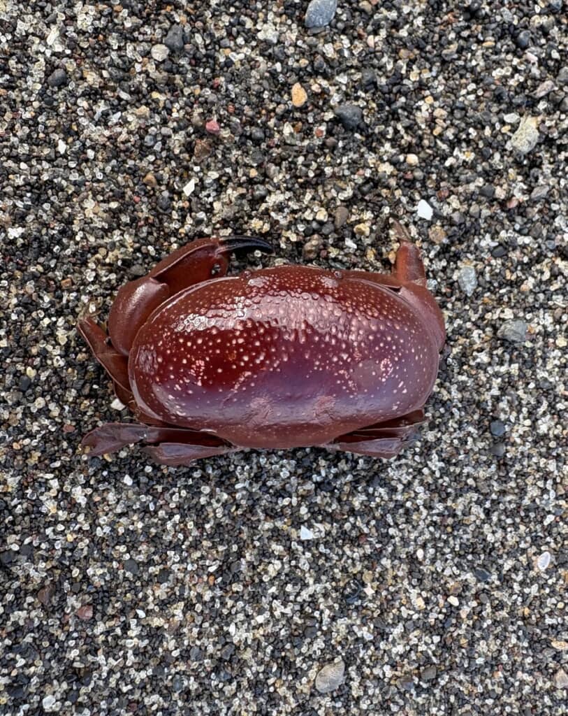 ツヤツヤのカニ！