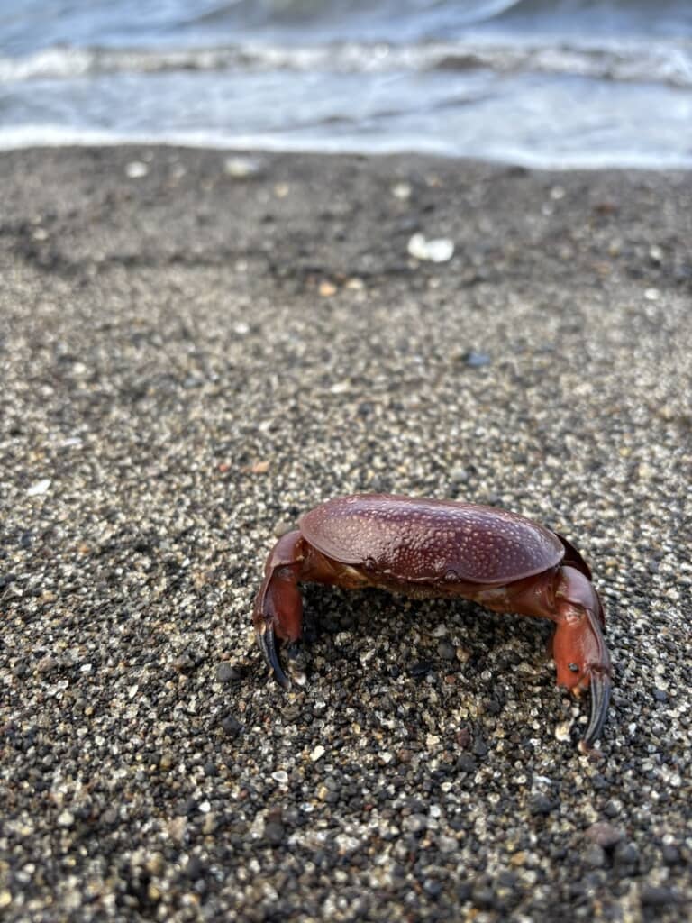 スベスベマンジュウガニではなく、「ホシマンジュウガニ」でした