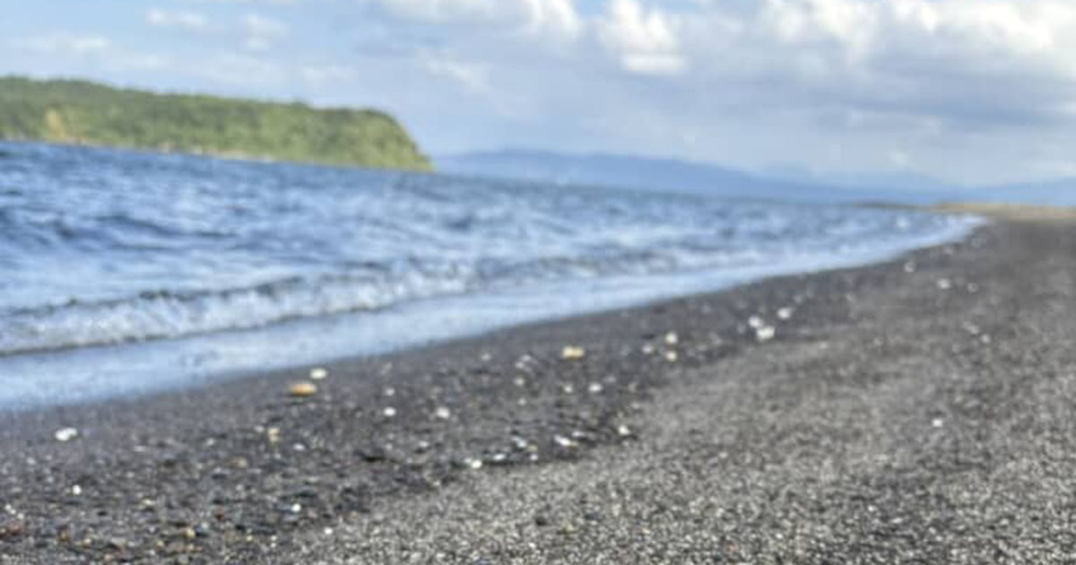 海辺で見つけた「珍しい貝」→近づいてみると……「危なっっ！」　とんでもない生き物の正体が330万表示「こ、これが噂の」（1/2） | その他生き物 ねとらぼ