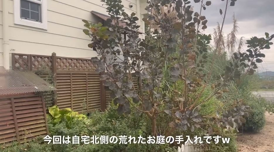 荒れた自宅北側の庭