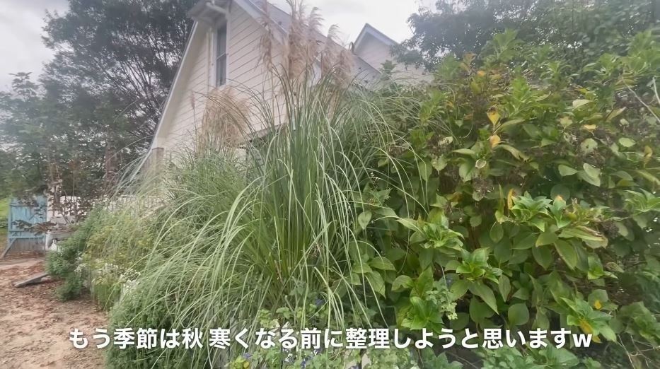 パンパスグラスやハーブも巨大