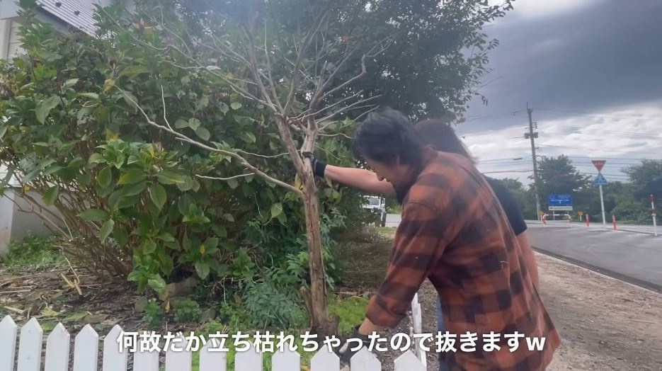 ユーカリを引き抜くパパさん