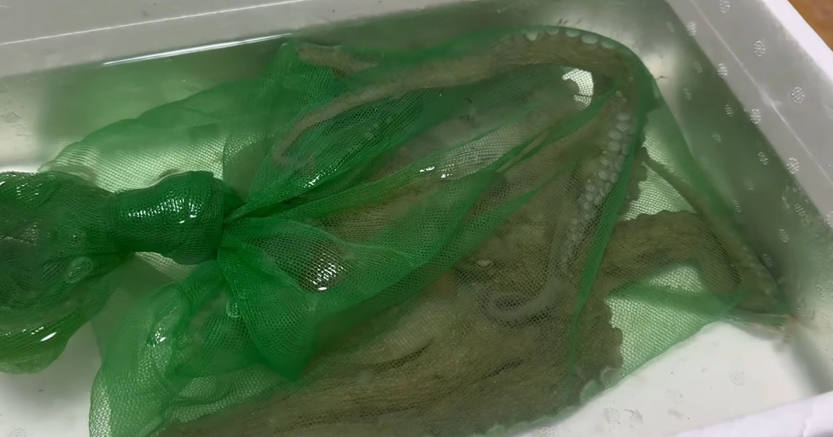 “売れ残りタコ”を連れ帰り、水槽に入れたら……　思いがけない表情に「初めてかわいいと思った」「仲良くなれそう」（1/3） | その他生き物 ねとらぼ