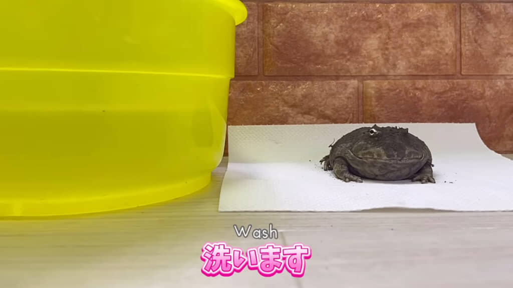 洗面器に水を入れて洗っていく