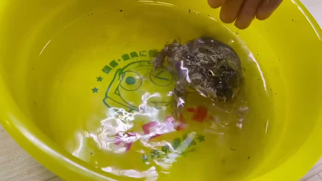 優しく水をかけると、土が取れた