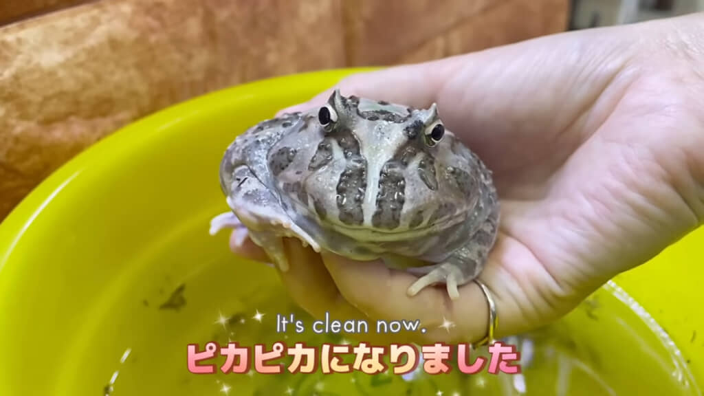 模様が見えるほどピカピカになった！