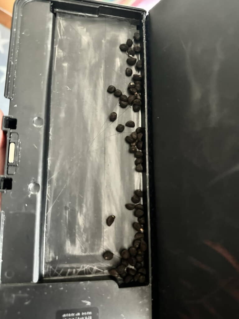 朝顔の種がいっぱい！