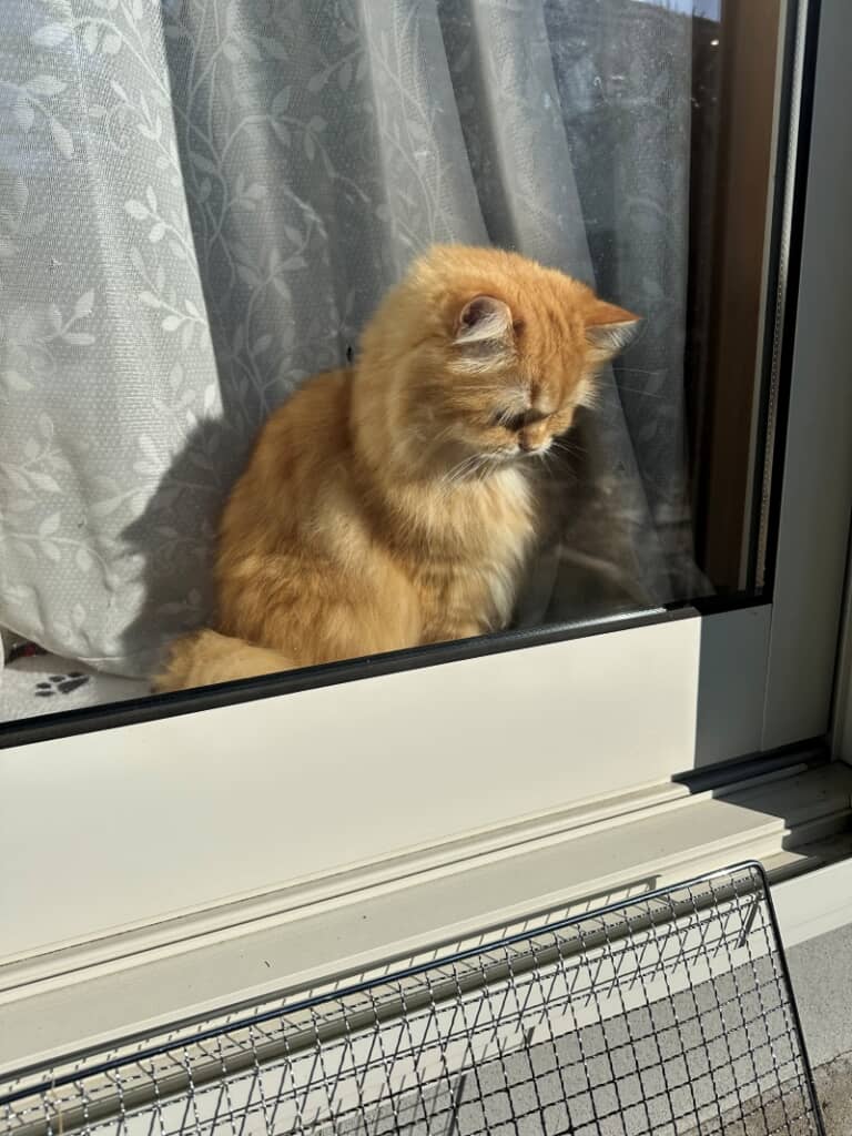 か、かわいい……