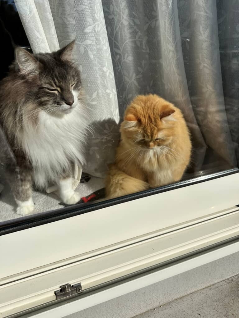 レイくん「そんなに悲しむな。あいつは星になったんだ」