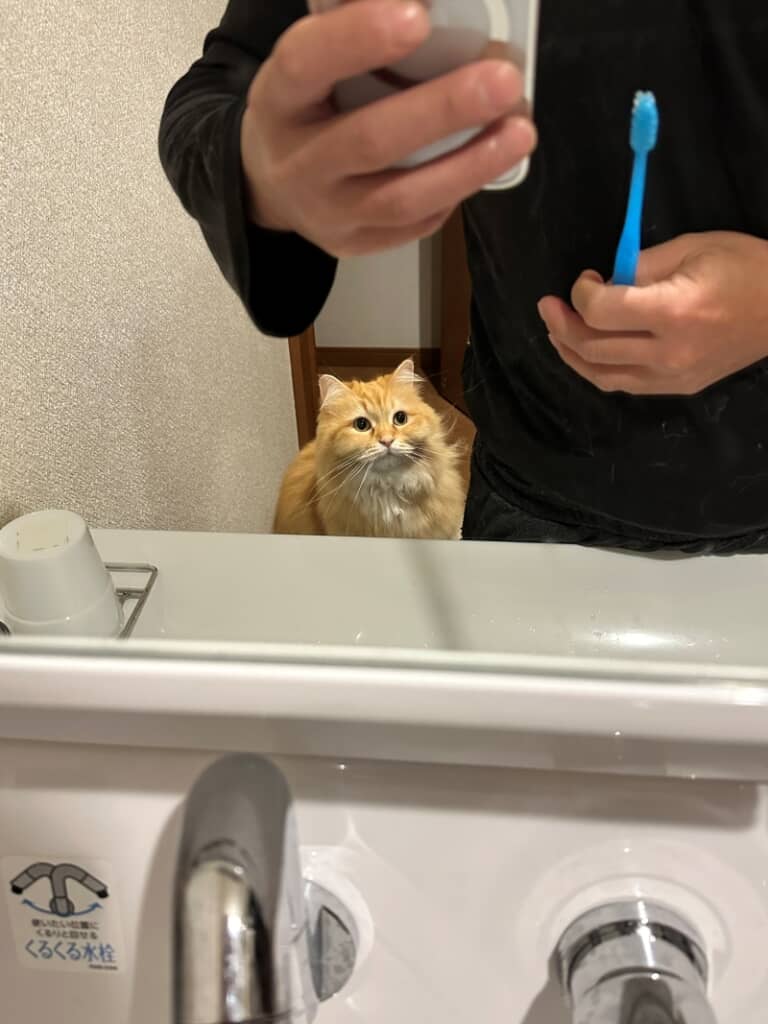 歯磨きをじっと見つめるエマちゃん