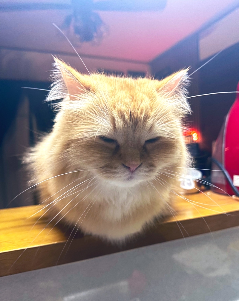 お手々ないないエマちゃん