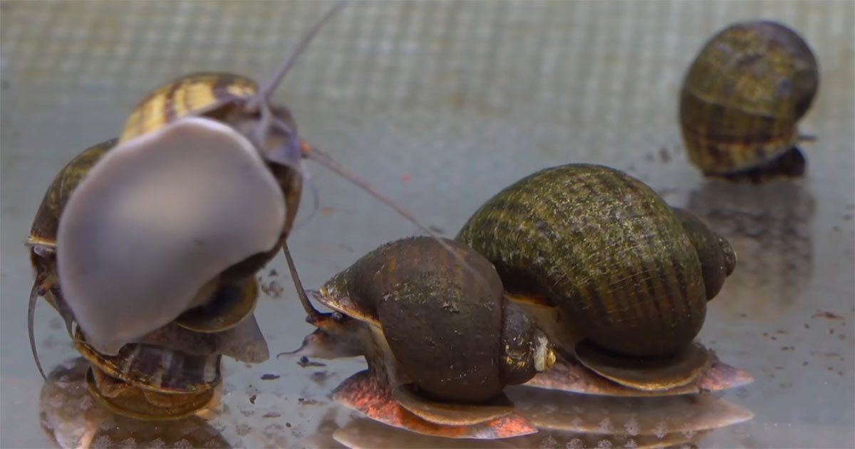 ジャンボタニシを“丸ごと”投入→生き物たちの興味深い反応に「こういうのが見たかった」「ほんとすごいわ」（1/3） | その他生き物 ねとらぼ