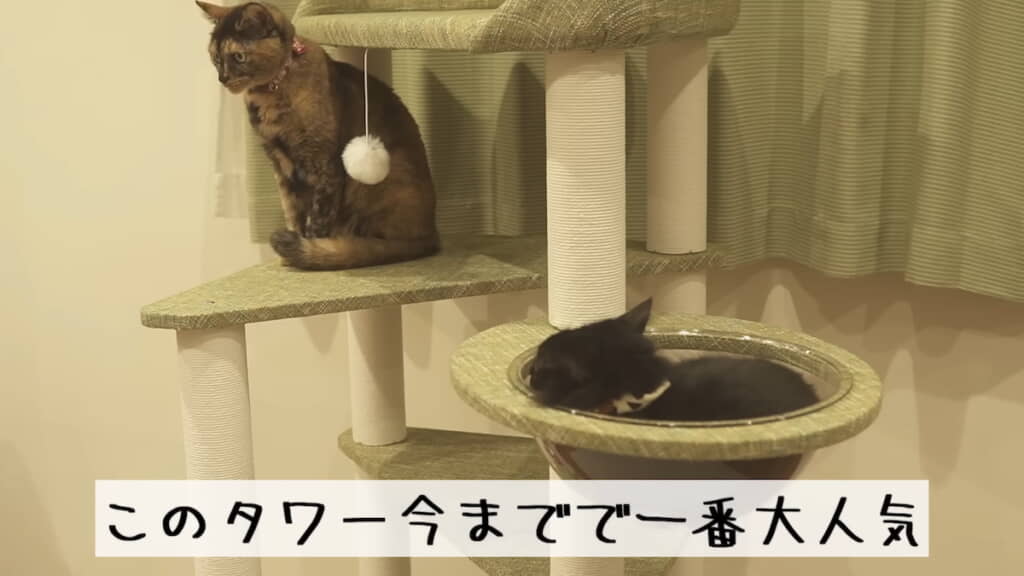 さっそく愛猫たちのお気に入りの場所に

