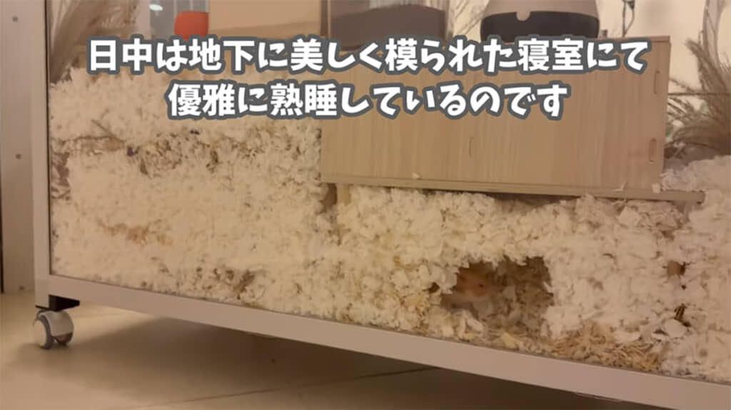 大豪邸で暮らすぽむさんは日中、地下の寝室にいることが多いようです