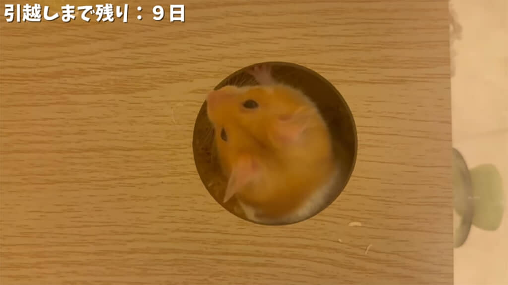 ぽむさんは新素材の床材を気に入ってくれたようです