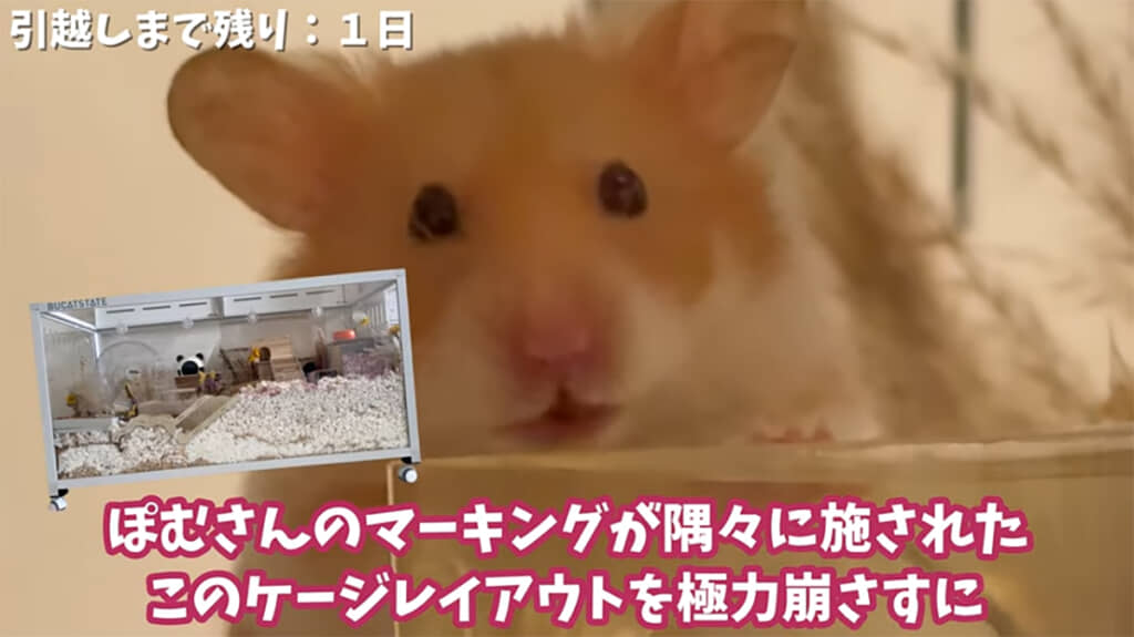 ケージレイアウトを極力崩さずに引っ越したいとのことですが……？