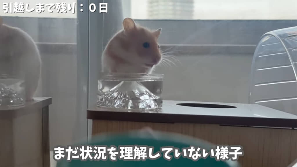 引っ越し当日。ぽむさんを捕獲し、待機場へ