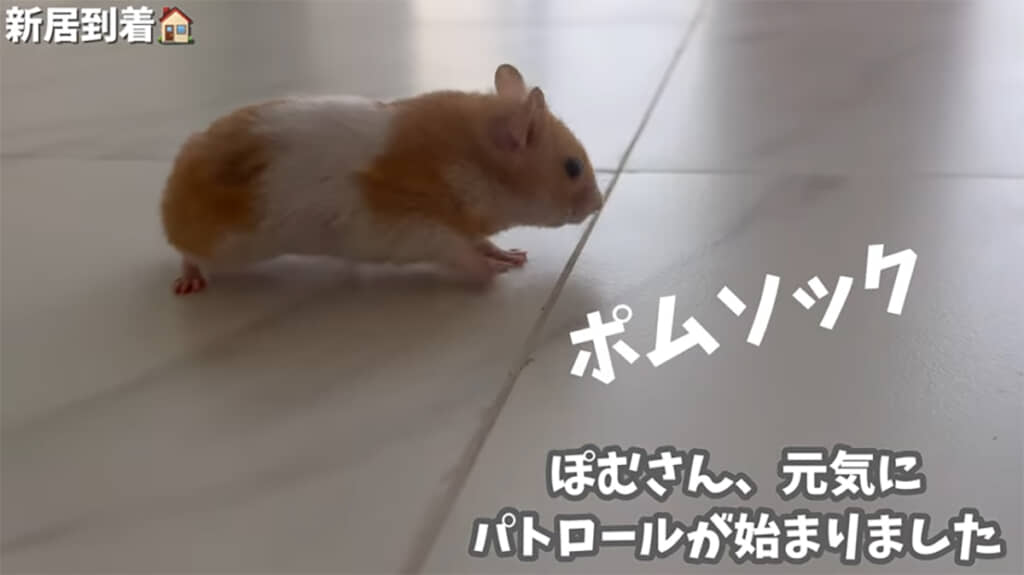 家具が来る前の新居をパトロール