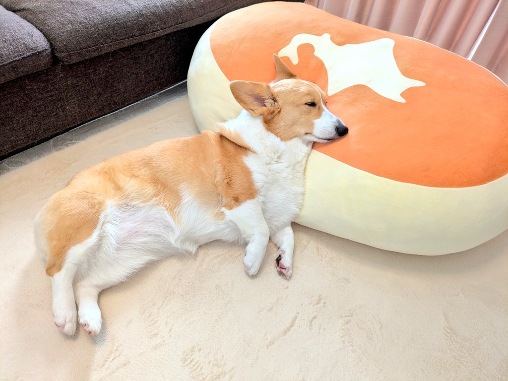 クッションとこまちちゃんで本州が完成