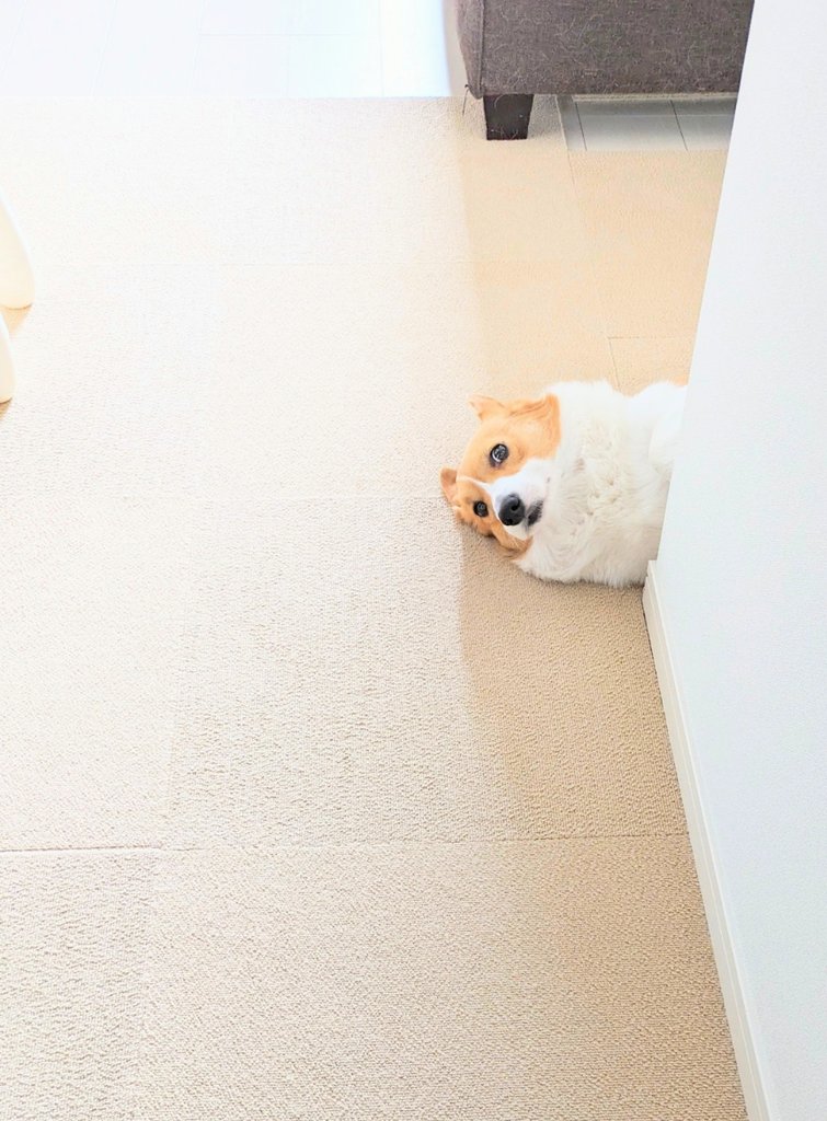 ハイネック着ているようなこまちちゃん