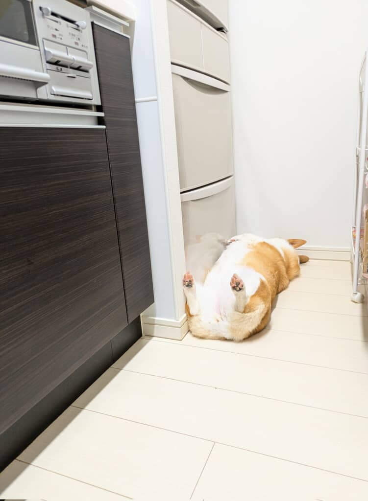 冷蔵庫の前で横たわるこまちちゃん