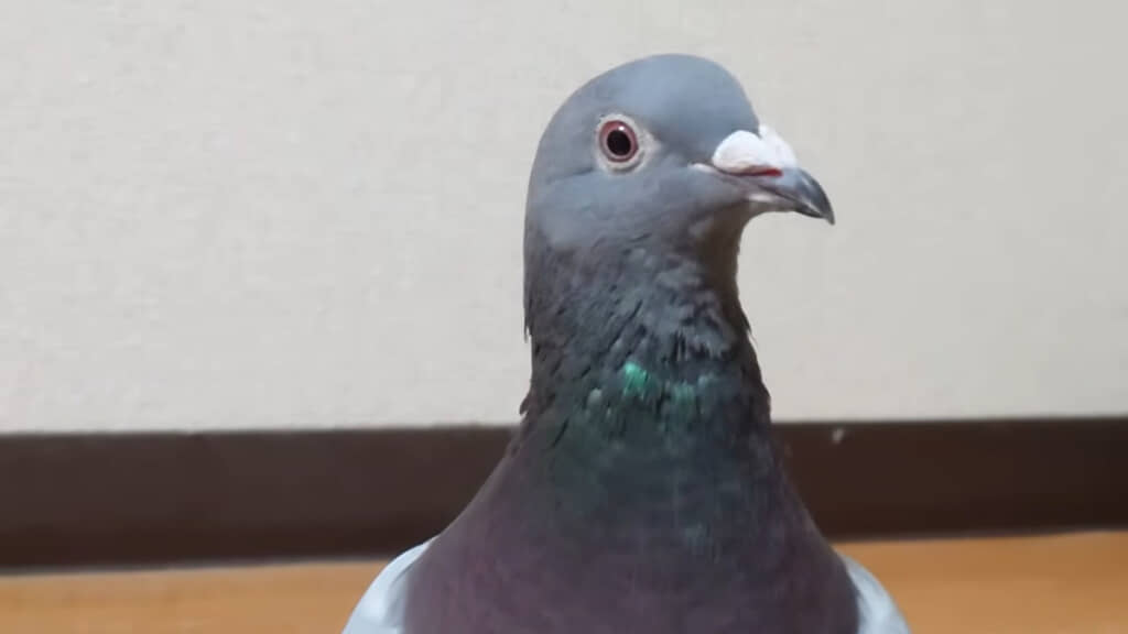 頭をキョロキョロ動かして誤魔化しているのかな～